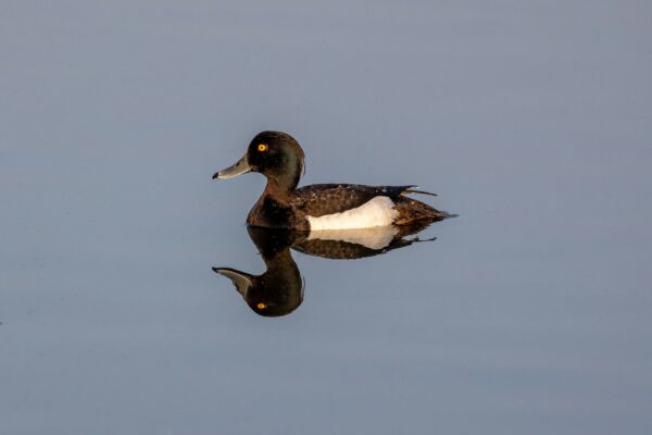 Tufted Ducks at Maes Mynan Holiday Park in North Wales