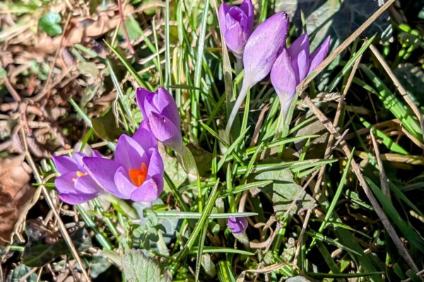 Woodland Crocus at Maes Mynan Holiday Park | North Wales | Holiday Homes For Sale