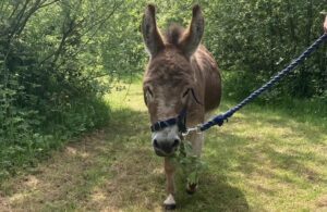 Miniature Donkey Trekking & Walking | Moel Famau Donkeys | North Wales | Acorn Leisure Holiday Parks
