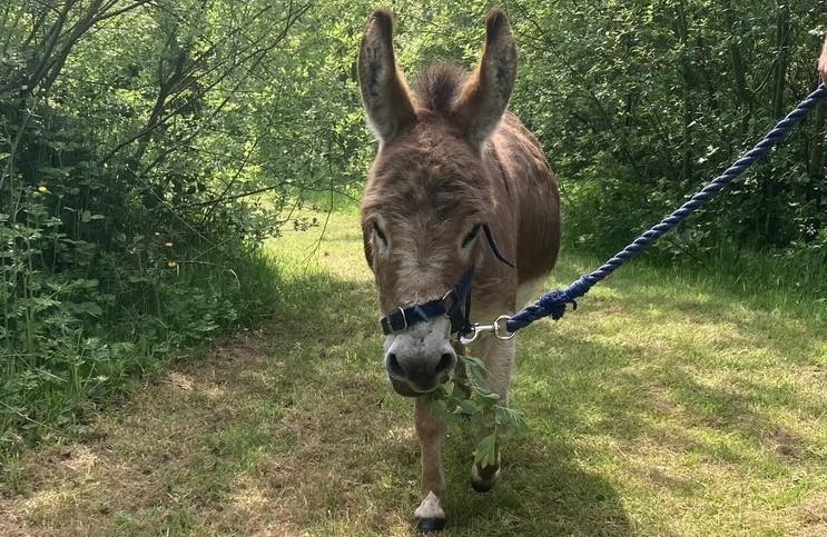 Miniature Donkey Trekking & Walking | Moel Famau Donkeys | North Wales | Acorn Leisure Holiday Parks