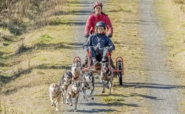 Sled Dog Rides in North Wales | Mynydd Sleddog Adventures | Acorn Leisure Holiday Parks