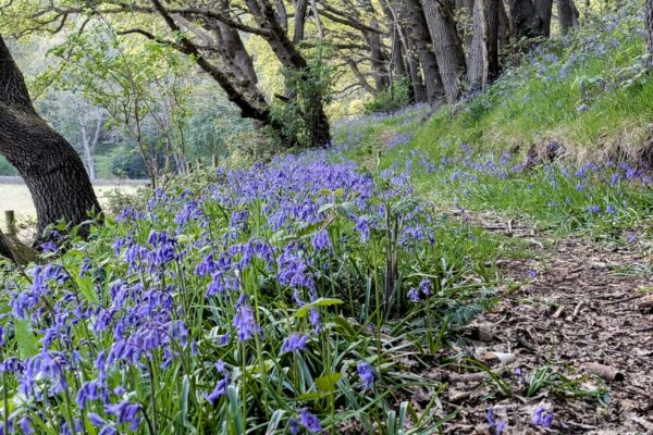 Reclaiming Balance: How Owning a Holiday Home in Nature Can Transform Your Work-Life Harmony | Acorn Leisure Holiday Parks | North Wales
