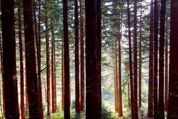 Breathtaking natural surroundings For Wellbeing Holidays | Own a countryside holiday home in North Wales | Escape to the country | Maes Mynan Park