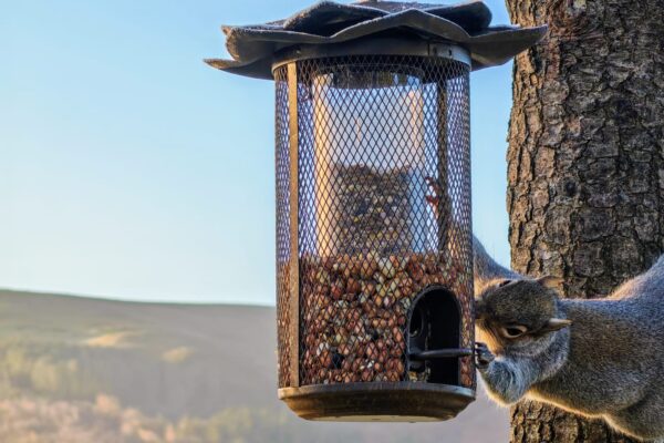 Squirrel and birds feeding near holiday lodge in Flintshire at Maes Mynan Park in North Wales
