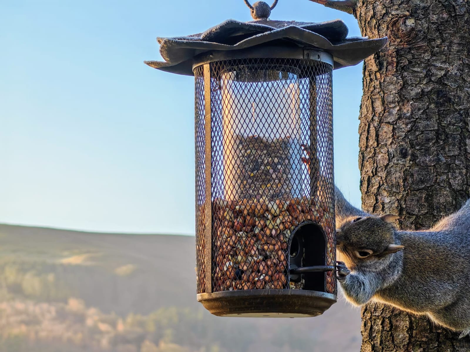Squirrel and birds feeding near holiday lodge in Flintshire at Maes Mynan Park in North Wales