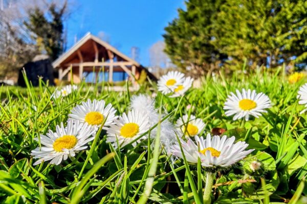 Holiday lodge nestled in nature at Maes Mynan Park in Flintshire, North Wales