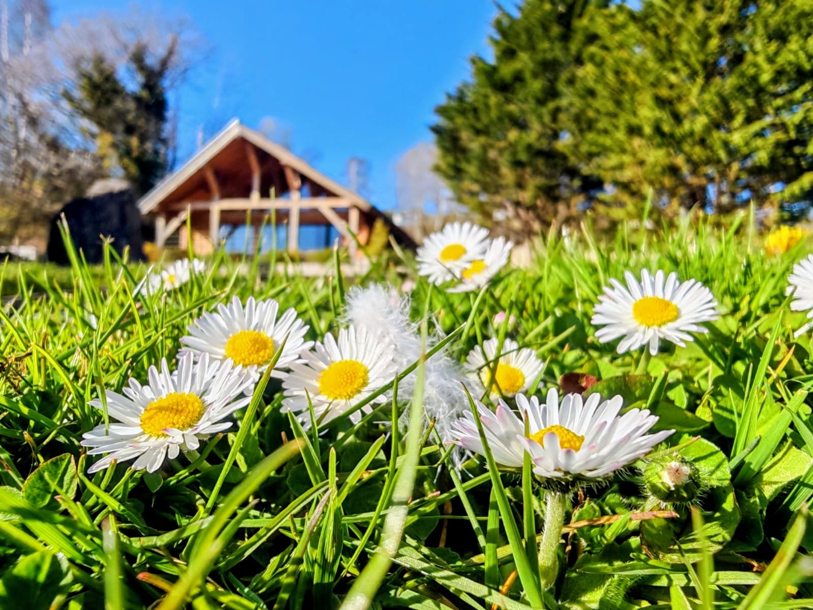 Holiday lodge nestled in nature at Maes Mynan Park in Flintshire, North Wales