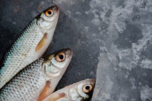 Fresh Fish & Seafood | Acorn Leisure Holiday Parks| North Wales