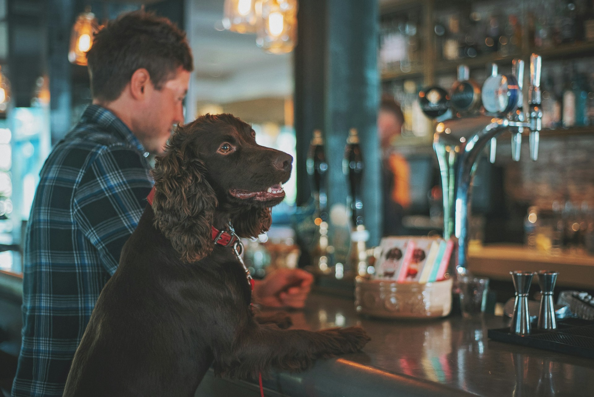 Dog friendly places to go in North Wales near Acorn Leisure Holiday Parks