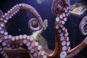 Anglsey Sea Zoo in North Wales | Acorn Leisure Holiday Parks