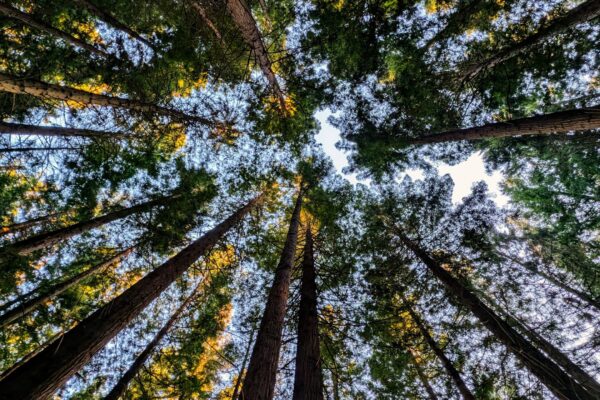 maes mynan park looking at the trees in the sequoia woodland | North Wales |