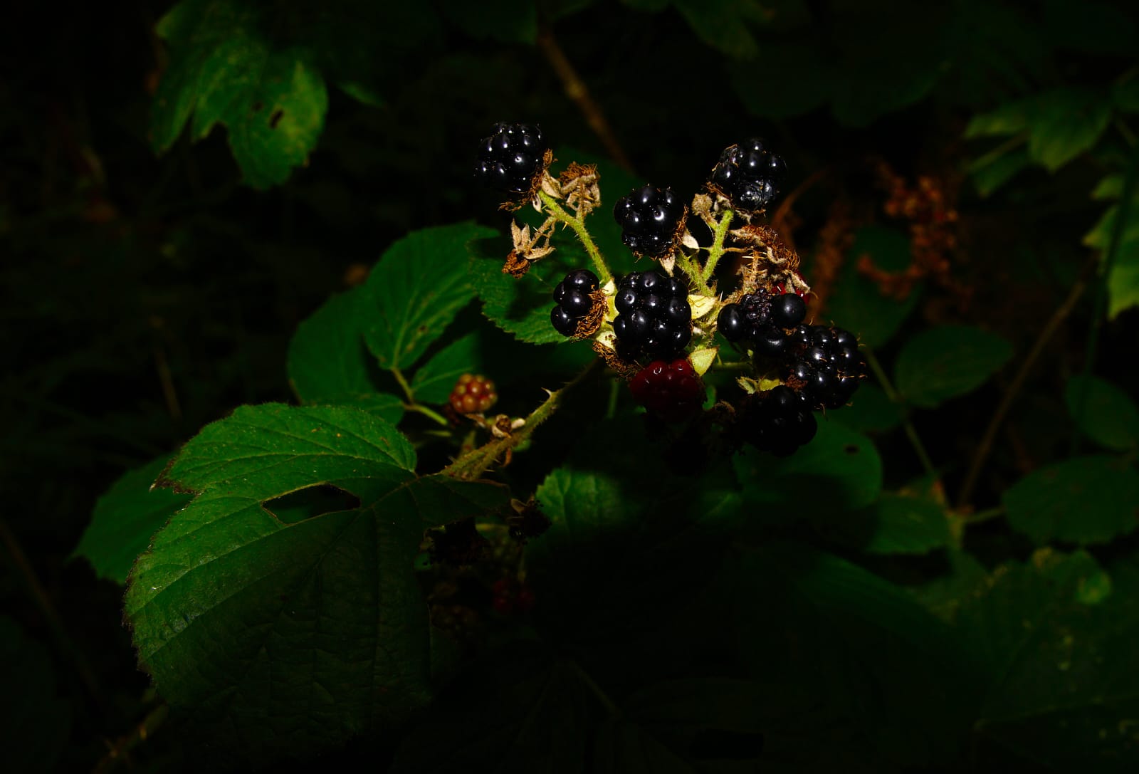 Countryside Treasures: Foraging and Seed Collecting in North Wales