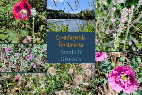 Foraging and Seed Collecting in North Wales | Acorn Leisure Holiday Parks