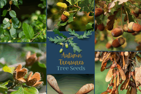 Collecting seeds is not just about gardening; it’s about preserving memories of place and time | Acorn Leisure Holiday Parks in North Wales