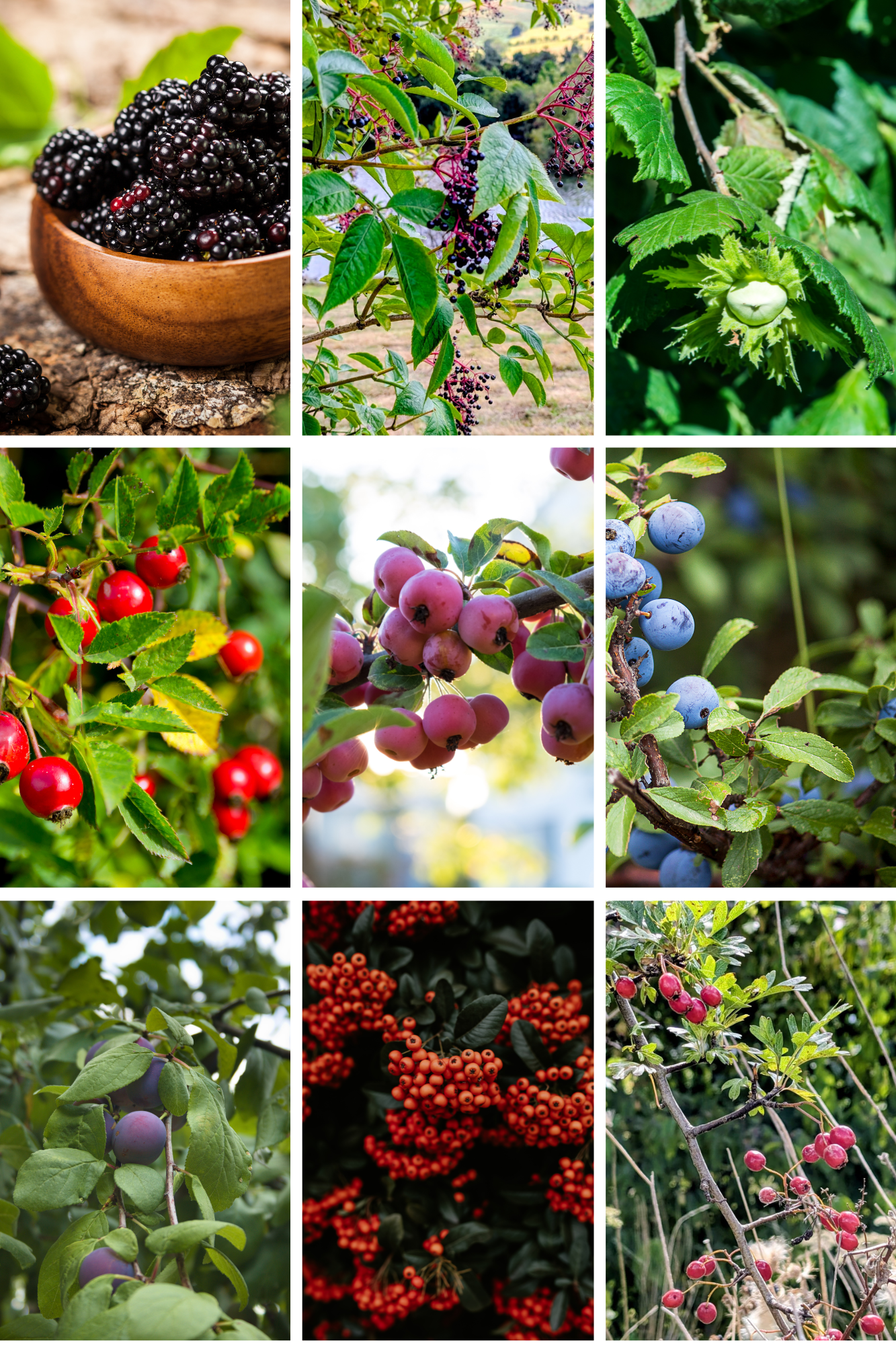 Late Summer & Autumn Hedgerow Harvest around Acorn Leisure Holiday Parks in North Wales