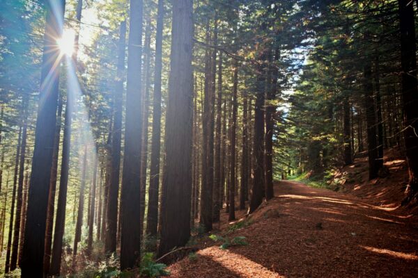 Maes Mynan Parkland and wood walks across North Wales