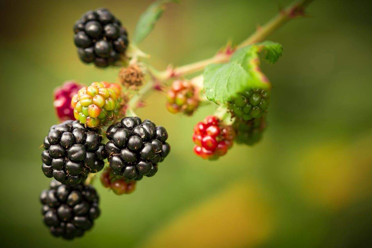 The 8 Magical Maes Mynan Park Foraging Tips from Mrs P