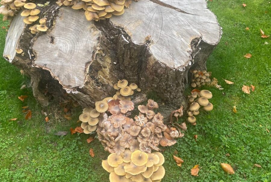 An Autumnal Nature Walk: The Magic and Mystery of Fungi at Maes Mynan Park | North Wales | Countryside Holiday Park