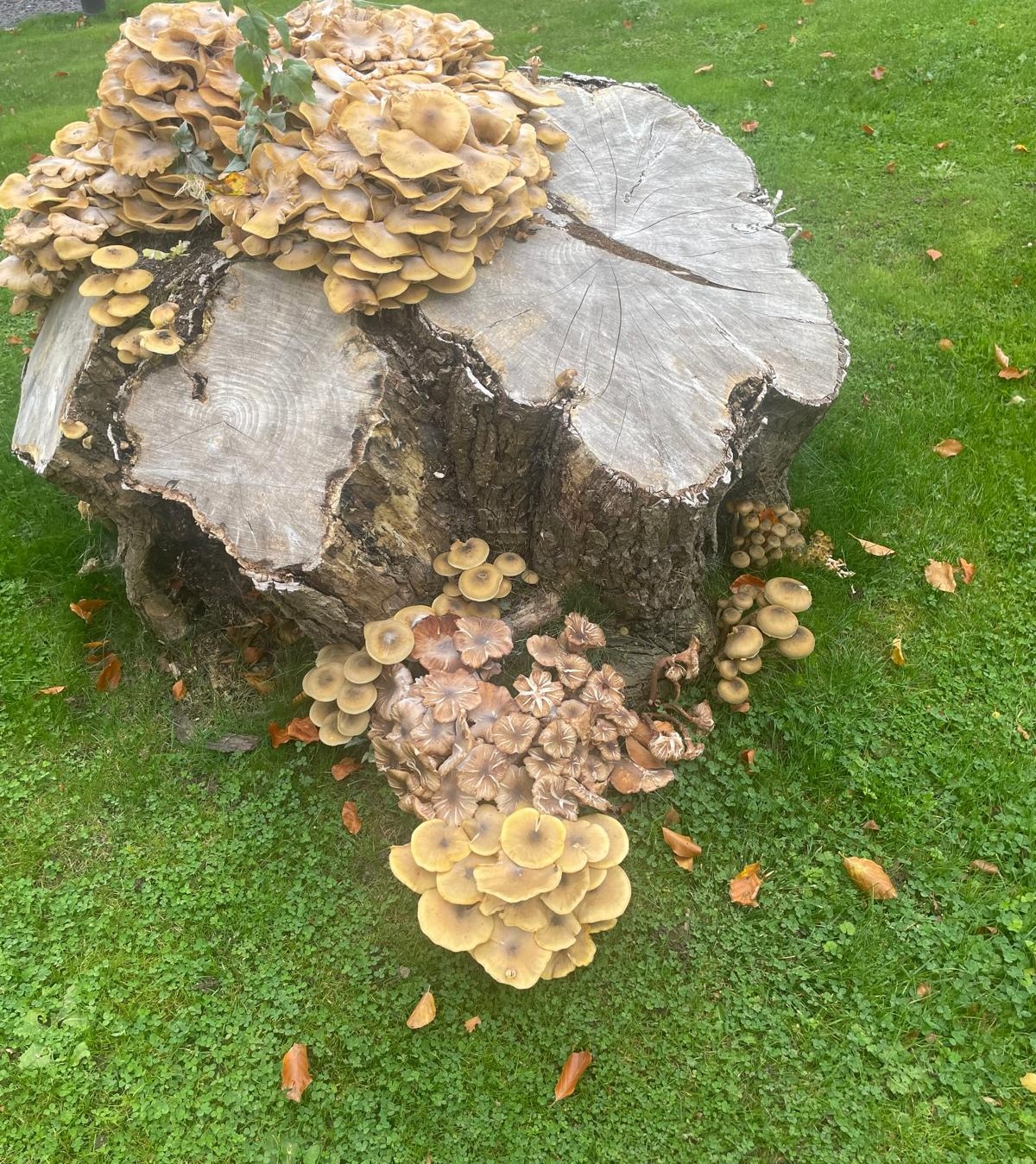 An Autumnal Nature Walk: The Magic and Mystery of Fungi at Maes Mynan Park