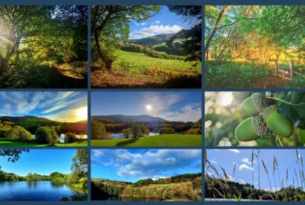 Audio Podcast - Step into the whispers of Maes Mynan Park in North Wales