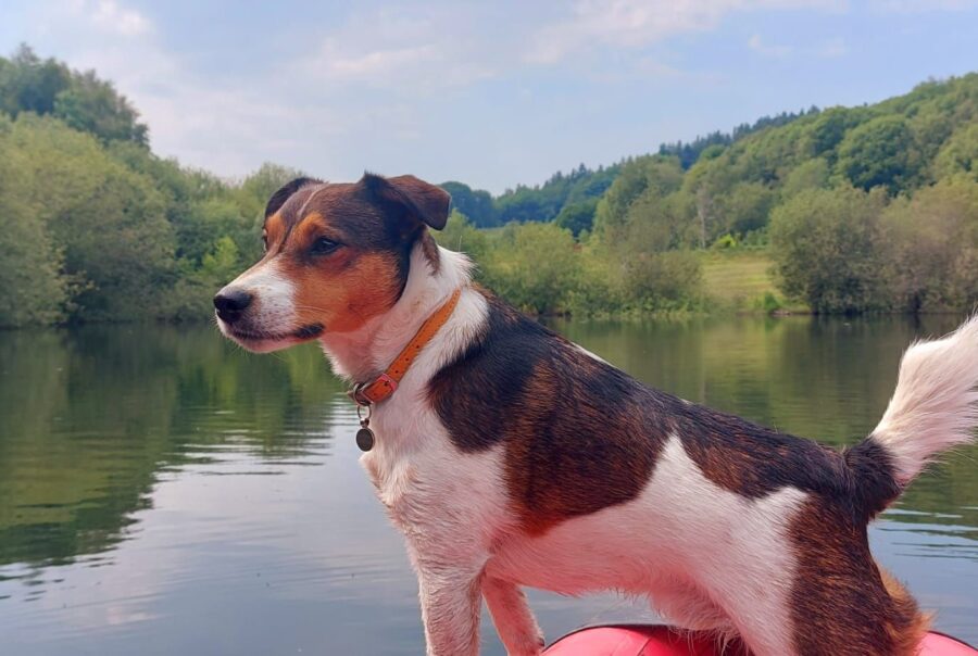 The Dogs Tail from Maes Mynan Park - Dog friendly holiday park for holiday homeownership in North Wales
