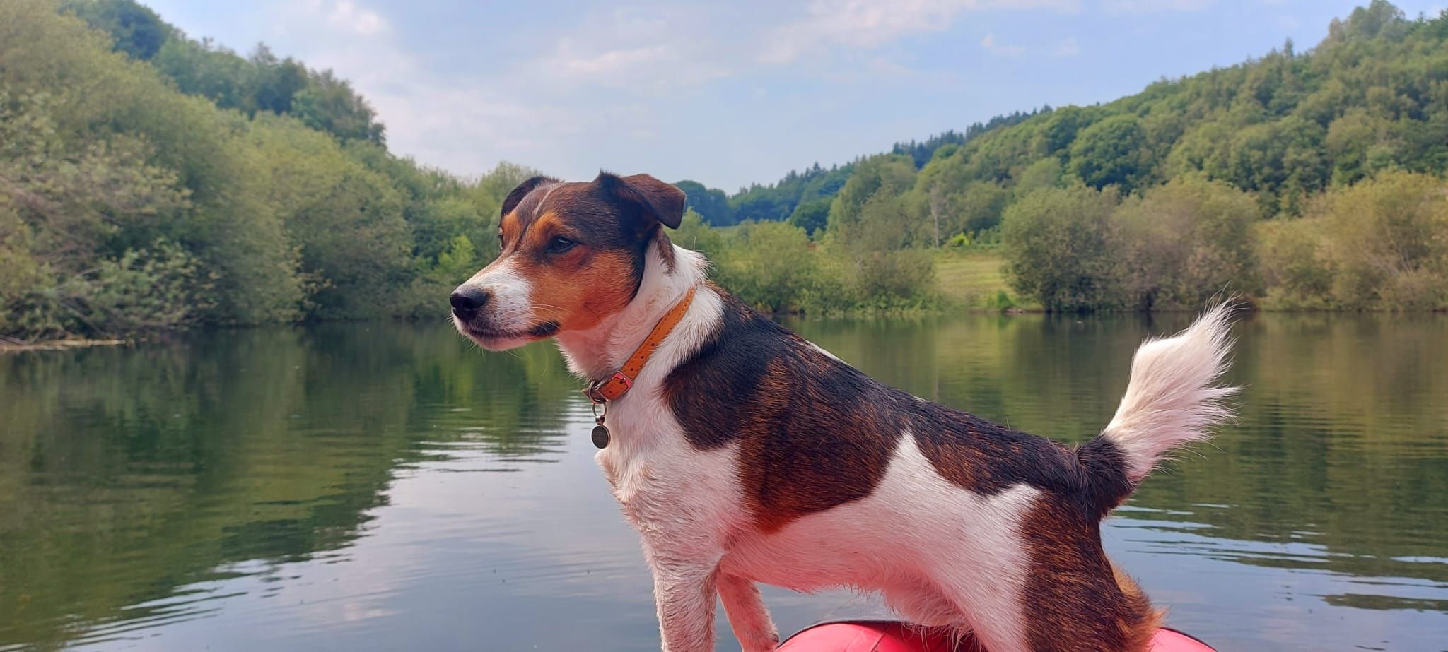 The Dogs Tail from Maes Mynan Park