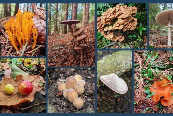 Audio Story about the woodland floor at Maes Mynan Park transforms in autumn’s hush, a hidden world of fungi and mycelial networks in North Wales