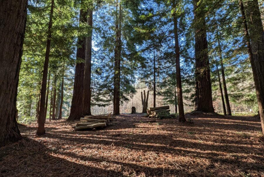 Rooted in Stillness: Where the New Year Gently Begins | Maes Mynan Park North Wales | Sequoia Grove | Wellbeing and contemplation