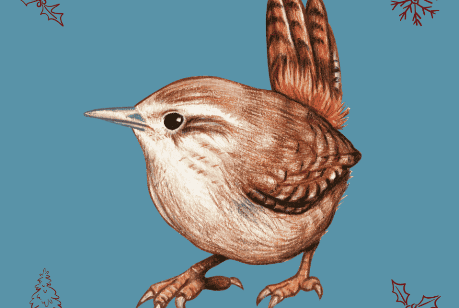 The Christmas Wren and St. Stephen A winter essay from Maes Mynan Park in North Wales - Holiday Homes for sale on a countryside holiday park