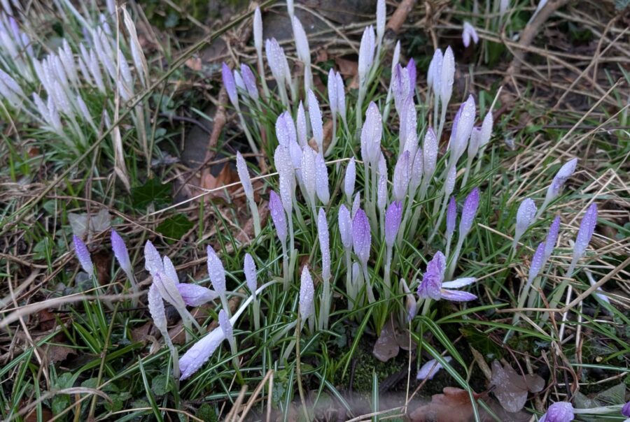 February Notes from Nature at Maes Mynan Park | Holiday Homes For Sale In North Wales | 12-month holiday season