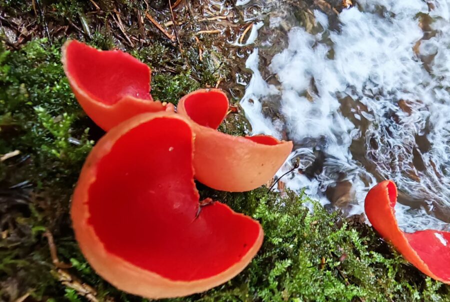 Scarlet Elf Cups at Maes Mynan Park in North Wales