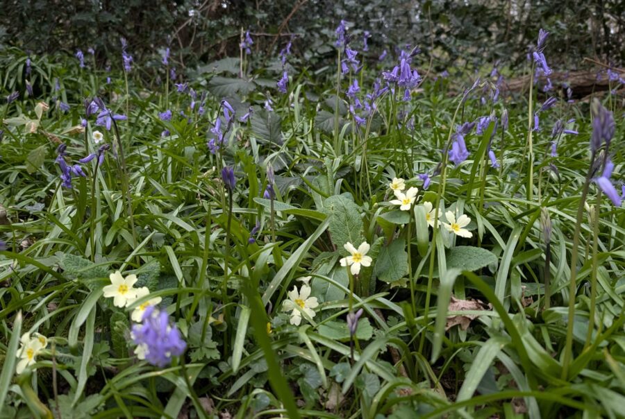 Bluebells and Primroses - Nature’s Notes for April at Maes Mynan Park in North Wales