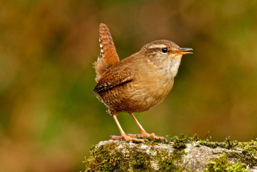 International Dawn Chorus Day at Maes Mynan Park: A Symphony of Nature and Wellbeing | North Wales