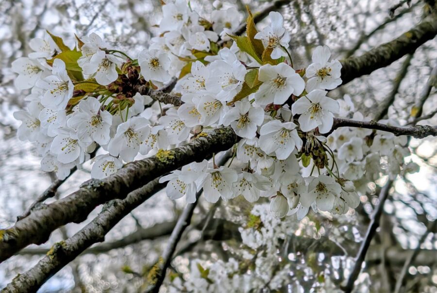 Close-up of white cherry blossoms on a tree branch in springtime. Maes Mynan Park in North Wales