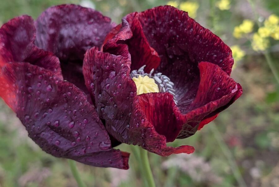 Close-up of a burgundy poppy with dew drops on its ruffled petals and a pale yellow center, set against a blurred garden background.