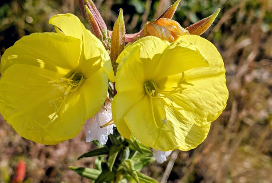 Natures Notes for July from Maes Mynan Park - Wild Evening Primrose flowers